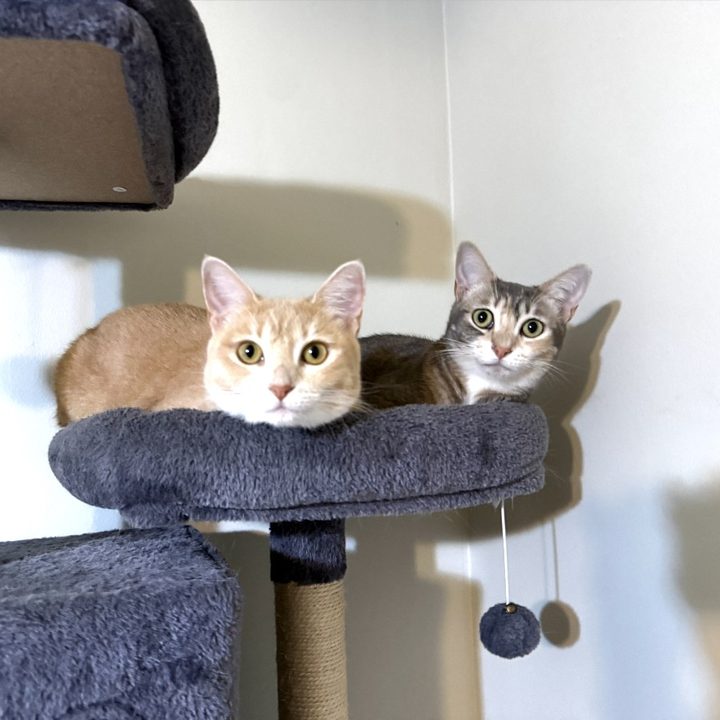 Two cats relaxing together on a cat tree