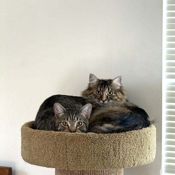 Two cats curled up together on a perch